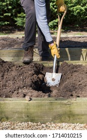 Digging In Compost In Winter, Man Preparing Raised Bed For Growing Vegetables, UK