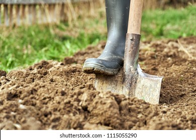 Digging the earth with a spade at countryside. Male foot wearing a rubber boot digging the earth with a spade close up.                             