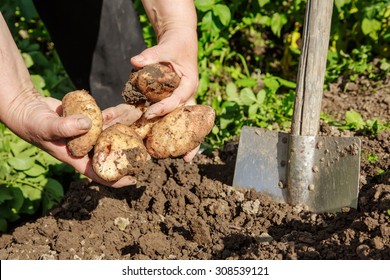 Digging up fresh potatoes with shovel outdoors