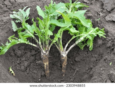 Digging horseradish root growing in open organic soil
