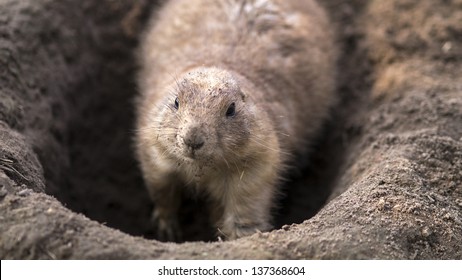 Digging Prairie Dog