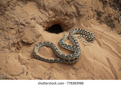 Digging Snake in the Sand