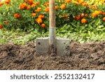 Digging up soil in garden. Shovel close up in brown ground on garden bed with grass and flowers on sun in sunlight. Organic farming, gardening, growing, agriculture concept