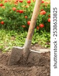 Digging up soil in garden. Shovel close-up in brown ground on garden bed with grass and flowers on sun in sunlight. Organic farming, gardening, growing, agriculture concept