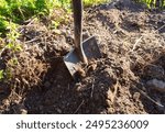 Digging soil in garden. Shovel Digs Hole. Dig out weeds completely by Shovel, Dig out roots in soil on farm field. Remove Grass, Weeds For Planting. Gardener is digging soil in garden. Removing weeds