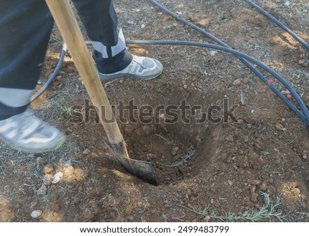 Digging the tree pit with the stamped spade. Tree planting tasks in gardens