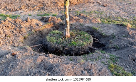 Digging up a tree, at sunset. Dig out tree roots around. To expose the root ball. A ten year old quince tree.