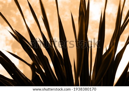 Similar – Image, Stock Photo natural phalanx Cactus