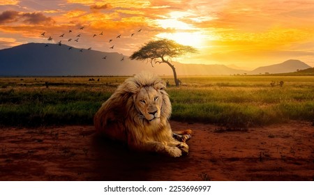 Digital art of a majestic lion relaxing in an African savannah grassland during sunset.

A great king in his beautiful home.  - Powered by Shutterstock
