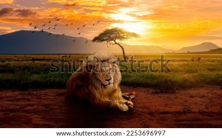 Digital art of a majestic lion relaxing in an African savannah grassland during sunset.

A great king in his beautiful home. 