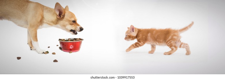 Digital composite of Grumpy dog eating and kitten