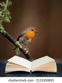 Digital composite image of Beautiful image of Robin Red Breast bird Erithacus Rubecula on branch in Spring sunshine in pages of imaginary open reading book