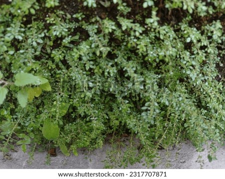 digital image of a green leaf background that can be used as a captivating background or theme for various digital media designs. ideal for environmental and botanical themed. pilea microphylla.