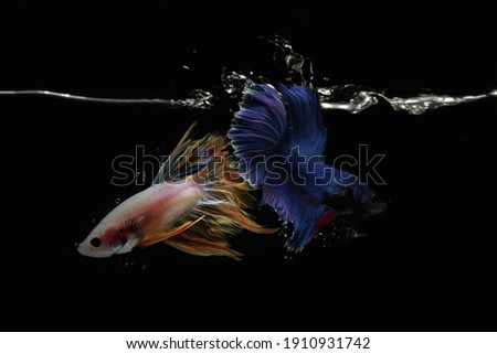 Digital imaging groups of betta fish, betta fish jumping into water and isolated in black background