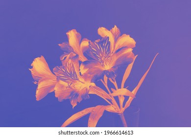 digital inverted colors of lily flower