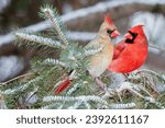 Digital Oil Painting Male and Female Northern Cardinal (Cardinalis