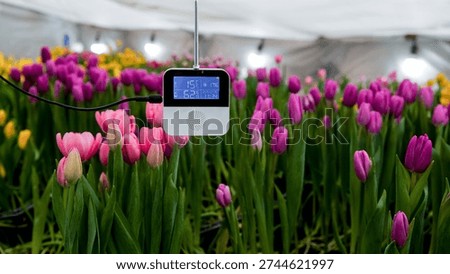 A digital sensor measures temperature and humidity amidst rows of vibrant pink and purple tulips in a controlled greenhouse environment