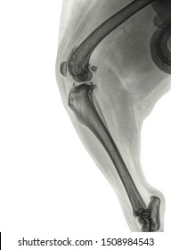 Digital Sideview X Ray Of A Severe Osteoartritis In The Knee Of A Dog. Isolated On White