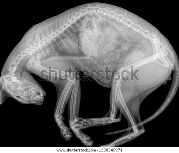 Digital X-ray of a cat in side view, slightly\
bent on the table. Isolated on\
black