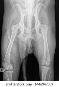 Digital X-ray of a dog with severe hip dysplasia. Ventro-dorsal view