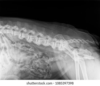 Digital Xray Dog Severe Spondylosis Deformans Stock Photo 1085397398 