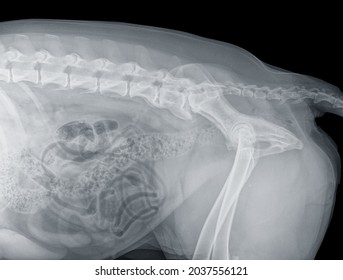 330 Spondylitis x ray Images, Stock Photos & Vectors | Shutterstock