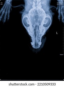 Digital X-ray Image Of Dog Head And Paws, Top View. Imaging Skull, Teeth, Paws, Copy Space