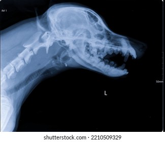 Digital X-ray Image Of Dog Skull Head And Neck With Open Mouth. Imaging Skull, Teeth, And Trachea. Lateral View