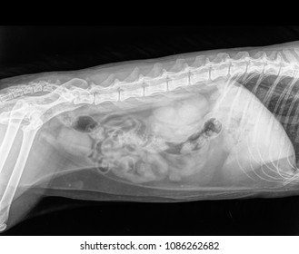 Xray Pregnant Dachshund Dog 6 Puppies Stock Photo (Edit Now) 1446347342