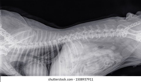 Digital Xray Sideview Spine Dog Cervical Stock Photo 1508937911 ...