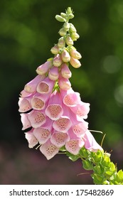Digitalis