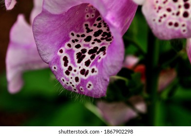 Digitalis commonly called Fox gloves are beautiful flower. Though they are wild but are beautiful for landscaping in gardens and on urban road sides.