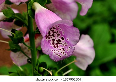 Digitalis commonly called Fox gloves are beautiful flower. Though they are wild but are beautiful for landscaping in gardens and on urban road sides.