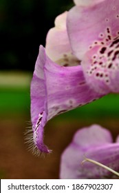 Digitalis commonly called Fox gloves are beautiful flower. Though they are wild but are beautiful for landscaping in gardens and on urban road sides.