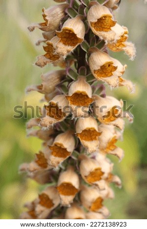 Digitalis ferruginea (Rusty Foxglove) flower spike detail