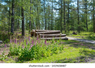 Digitalis or foxglove in the forest with in the background chopped down treetrunks gathered and ready for transport