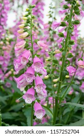 Digitalis Hybrida Pink Panther