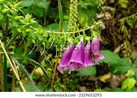 Digitalis purpurea or Common Foxglove. A toxic plant with medicinal uses.