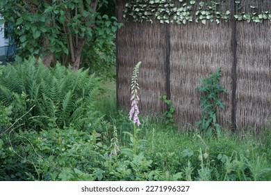 Digitalis purpurea in the garden. Digitalis purpurea, the foxglove or common foxglove, is a species of flowering plant in the plantain family Plantaginaceae. Berlin, Germany - Shutterstock ID 2271996327