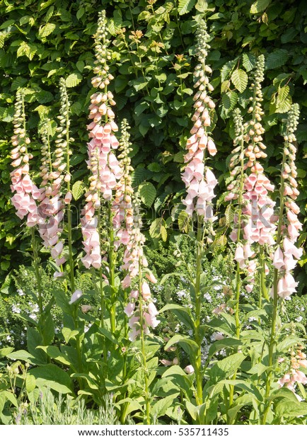 Digitalis Purpurea Suttons Apricot Common Foxglove Stock Photo (Edit ...