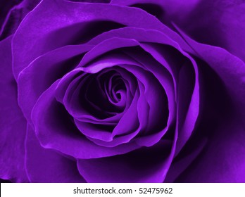 Digitally Enhanced Purple Rose Background