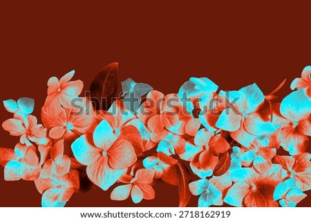 Digitally processed hydrangea flowers with turquoise and coral tones on a dark red background. Perfect for creative design, fashion visuals, album covers, posters, and bold modern branding. 