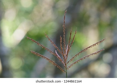 Digitaria Violascens, Violet Crabgrass