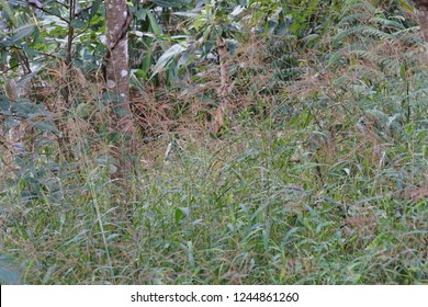 Digitaria Violascens, Violet Crabgrass