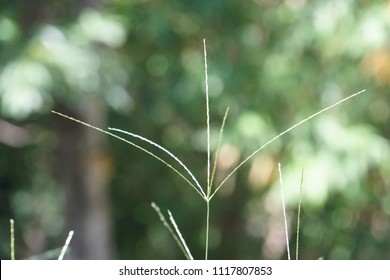 Digitgrass Pangolagrass Digitaria Eriantha Stock Photo 1117807853 ...