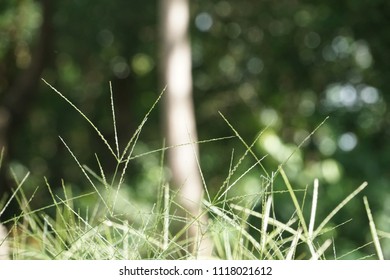 Digitgrass Pangolagrass Digitaria Eriantha: foto de stock (editar ahora ...