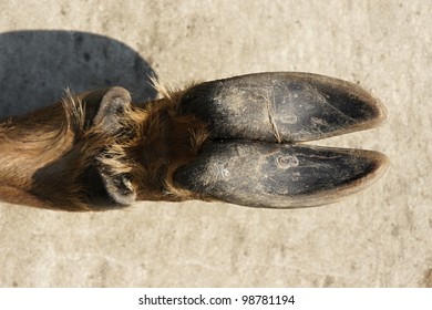 Digits (foot) Of Deer Doe