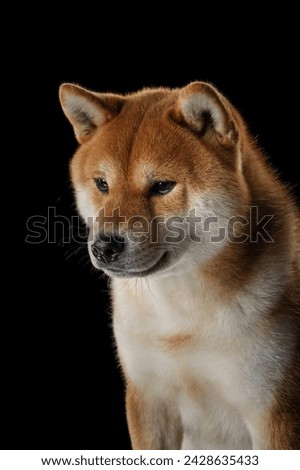  A dignified Shiba Inu dog presents a profile view against a black backdrop, its amber coat gleaming subtly Stock photo © 