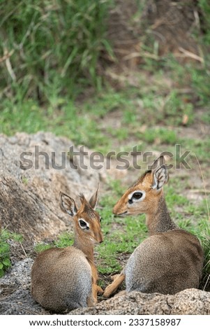 Dik Dik pair of small antelopes rest in the Serengeti National Park Tanzania
