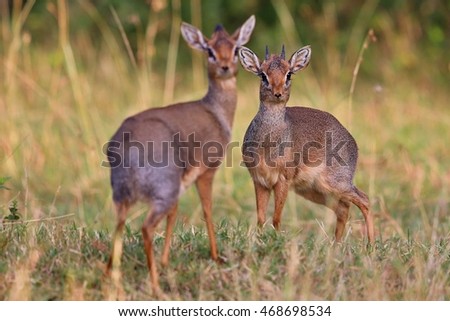 Dik-dik antilope pair in the beautiful nature habitat, wild africa, this is africa, colourful bush in Masai Mara in Kenya